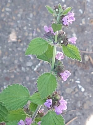photo of Black Horehound