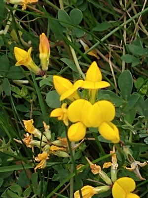 photo of Bird's Foot Trefoil