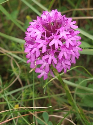 photo of Pyramidal Orchid