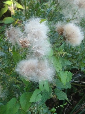 photo of Creeping Thistle