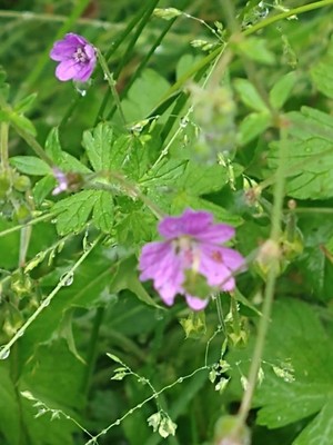 photo of Hedgerow Crane's Bill