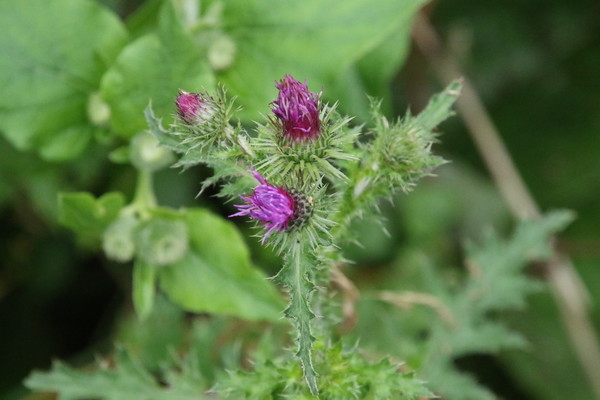 photo of Welted Thistle