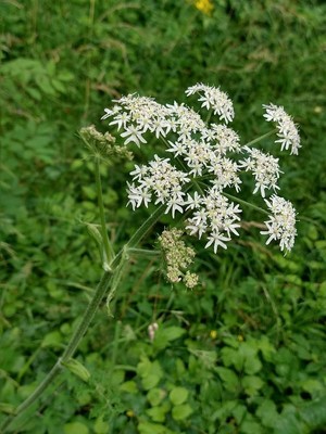 photo of Hogweed