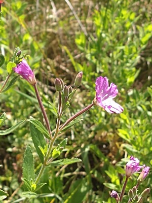 photo of Great Willowherb