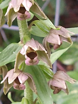 photo of Broad Leaved Helleborine