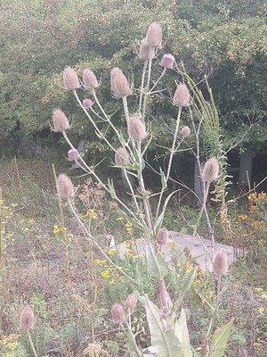 photo of Teasel