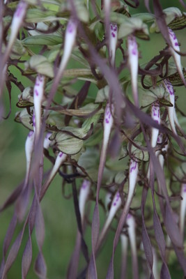 photo of Lizard Orchid