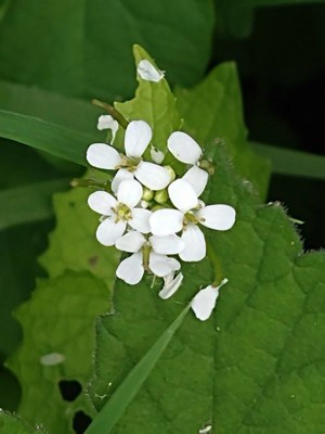 photo of Garlic Mustard