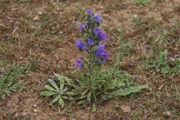 photo of Vipers Bugloss