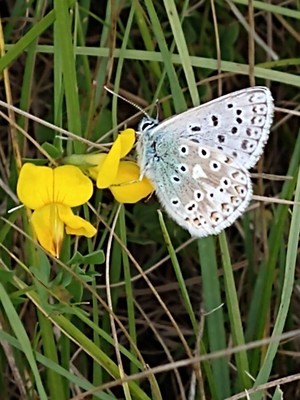 photo of Bird's Foot Trefoil