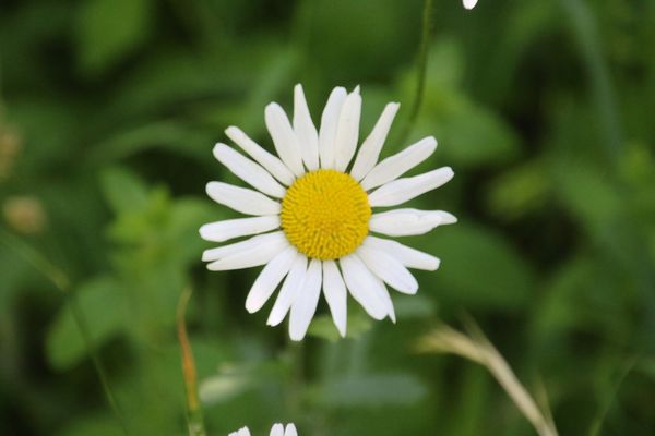 photo of Oxeye Daisy