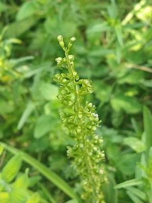 photo of Common Twayblade