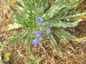 photo of Vipers Bugloss