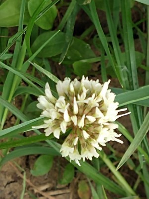 photo of White Clover