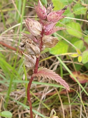 photo of Yellow Rattle
