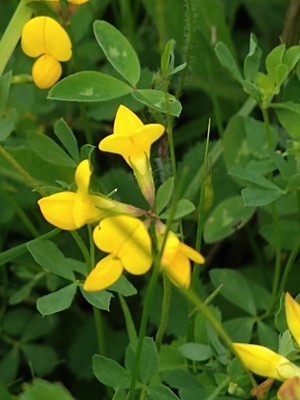 photo of Bird's Foot Trefoil