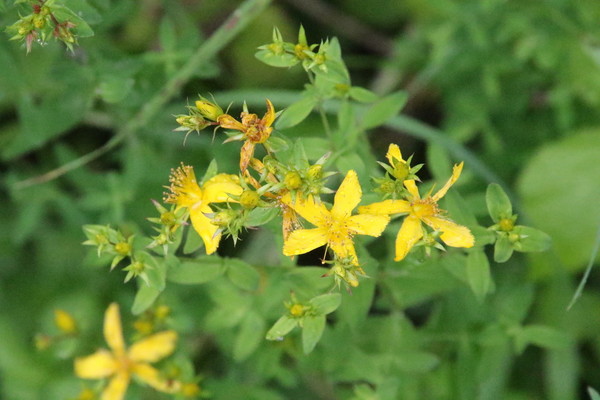 photo of Perforate St. John's Wort