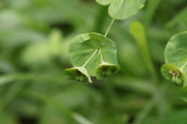 photo of Wood Spurge