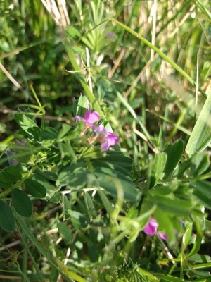 photo of Common Vetch
