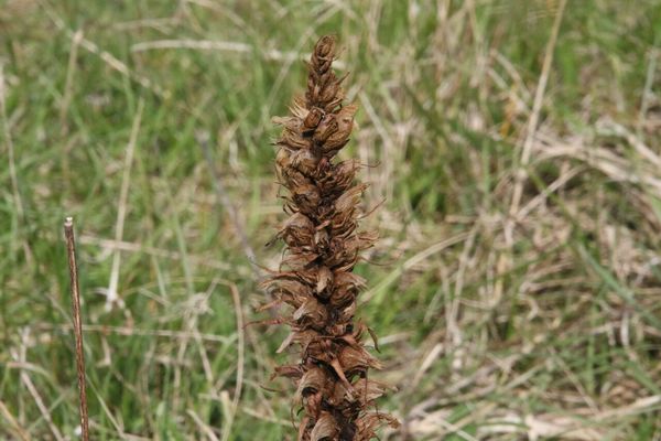 photo of Knapweed Broomrape