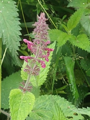 photo of Hedge Woundwort