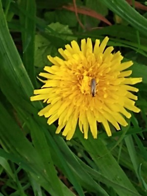 photo of Dandelion