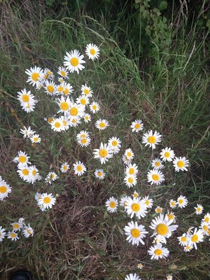 photo of Oxeye Daisy