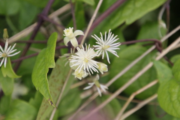 photo of Traveller's Joy