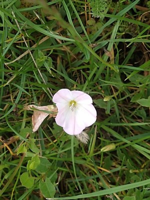 photo of Field Bindweed