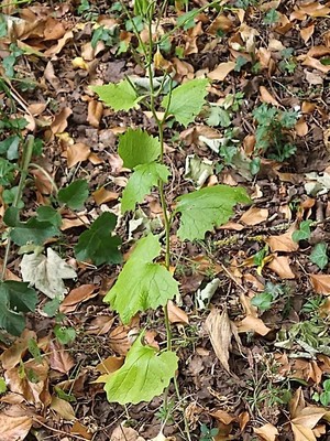 photo of Garlic Mustard