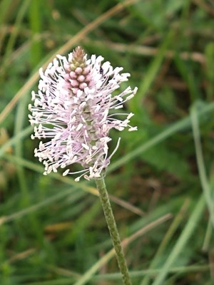 photo of Hoary Plantain