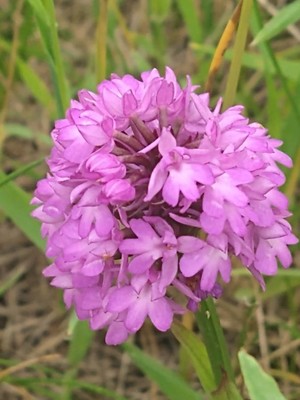 photo of Pyramidal Orchid