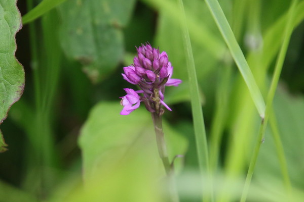 photo of Pyramidal Orchid