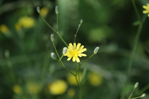 photo of Nipplewort