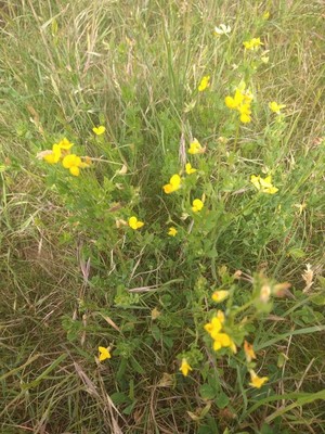 photo of Bird's Foot Trefoil