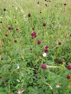 photo of Great Burnet