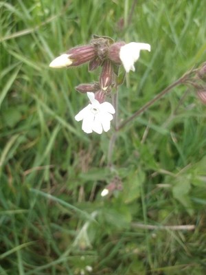 photo of White Campion