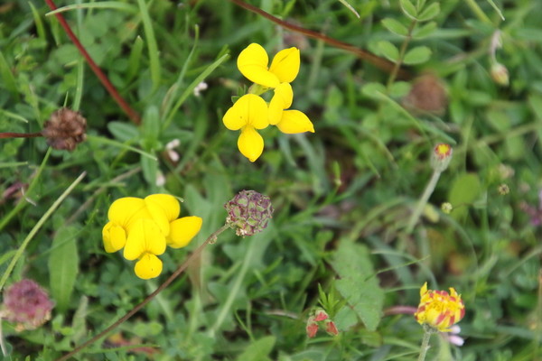photo of Bird's Foot Trefoil