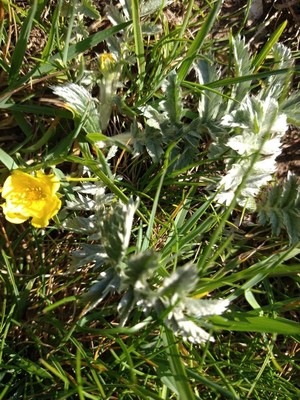 photo of Silverweed
