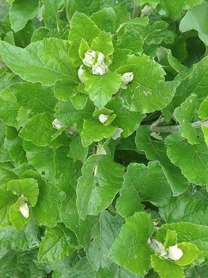 photo of Lesser Burdock