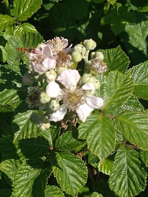 photo of Elm Leaved Bramble