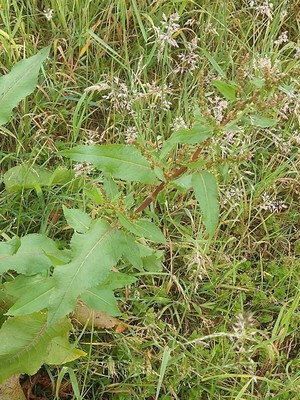 photo of Broad Leaved Dock