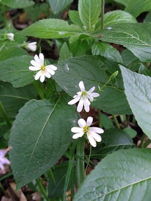 photo of Greater Stitchwort
