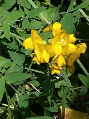 photo of Meadow Vetchling