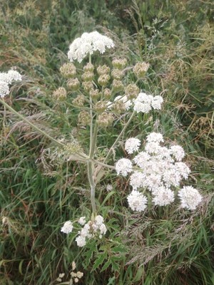 photo of Hogweed
