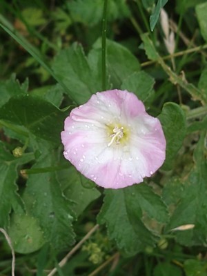photo of Field Bindweed