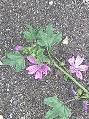 photo of Common Mallow