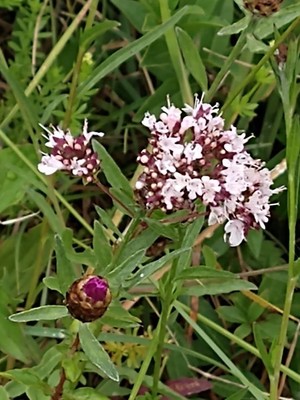 photo of Wild Marjoram