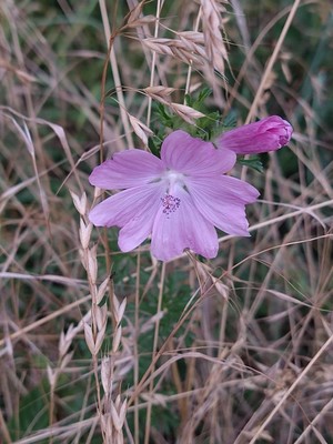 photo of Greater Musk Mallow
