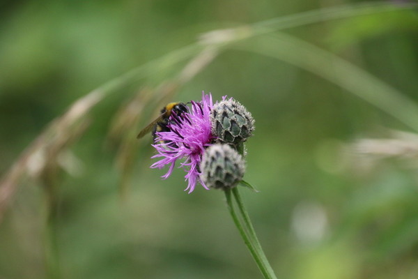 photo of Greater Knapweed